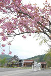 sakura.jpg