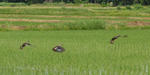2009-6-21-2kamo.jpg