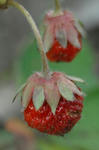 2009-6-26ichigo.jpg