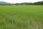 2009-7-26ine.jpg