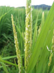 2010-8-18-2.jpg