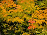 2010-11-4.jpg