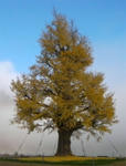 2010-11-21.jpg