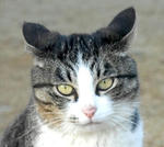 neko.jpg