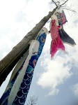 2011-5-5.JPG