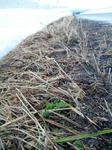 2012-4-1.JPG