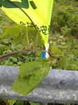 2012-5-17-3.JPG
