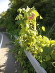 2012-8-9-1.JPG