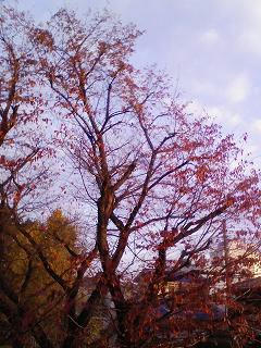 ささやかな紅葉