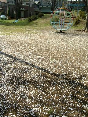 はらはらとーまーいーおーちーるーはーなーびーらーながめー.JPG