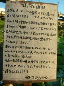 古代はすと食用はす.jpg