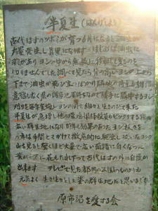 半夏生について.jpg
