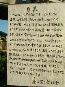 白蓮.jpg