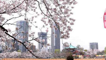 不忍池あたりからの桜