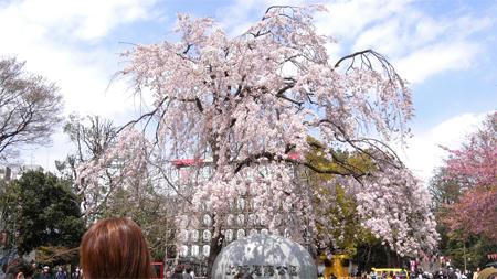上野の桜