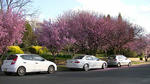spring