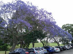 Jacaranda1