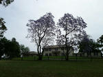 Jacaranda2