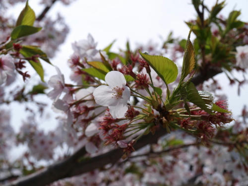 20100411-01.jpg