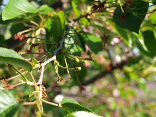 20100425-02.jpg