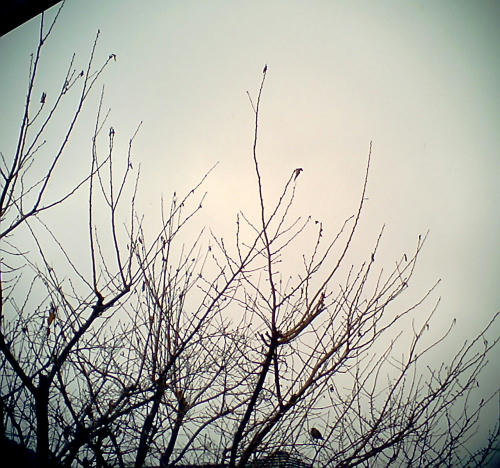 20110217-01.jpg