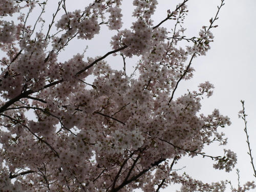 20110410-01.jpg