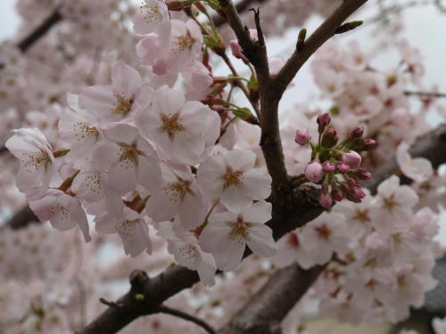 20110410-02.jpg