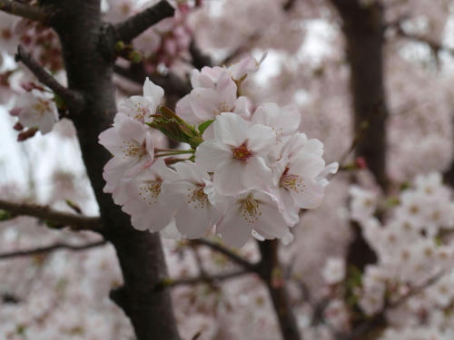 20110410-03.jpg