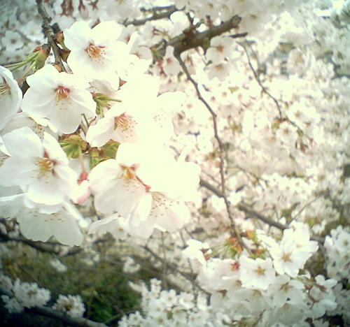20110410-04.jpg