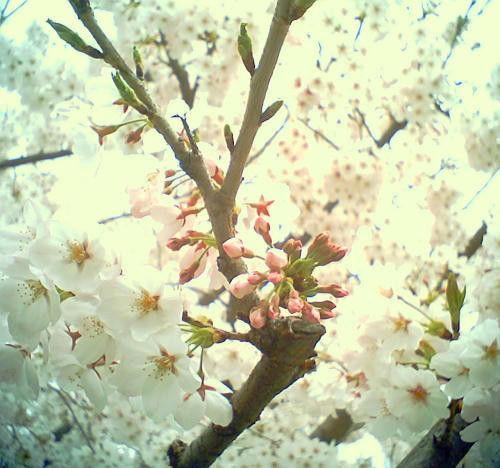 20110410-05.jpg