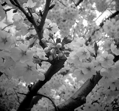 20110410-06.jpg
