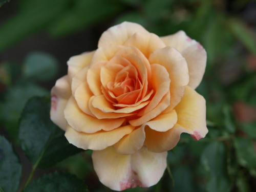20110522-02.jpg