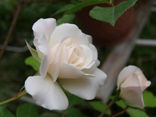 20110522-03.jpg