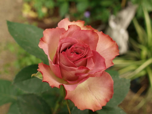 20110522-05.jpg