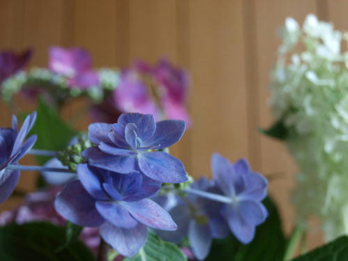 20110626-03.jpg