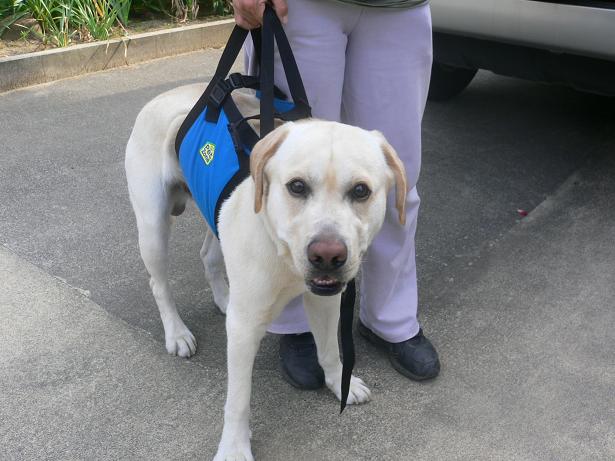 歩行補助用ハーネス