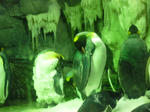 ペンギン１