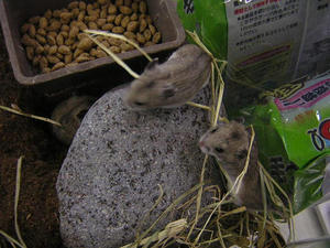 DSCN2196.JPG