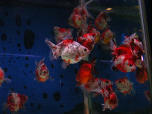 DSCN2709.JPG