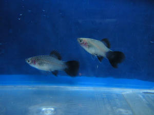 DSCN2788.JPG
