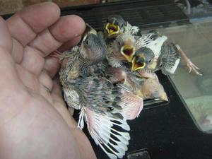 IMG_7775.JPG