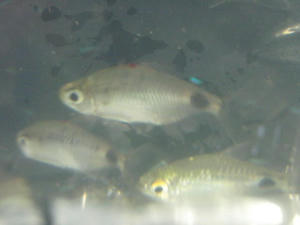 IMG_7787.JPG