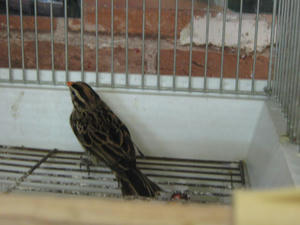 IMG_8958.JPG