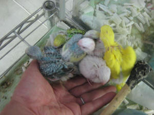 IMG_9296.JPG