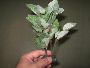 IMG_9584.JPG
