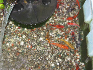 IMG_9761.JPG