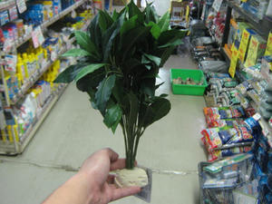 IMG_0157.JPG