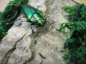 IMG_0762.JPG