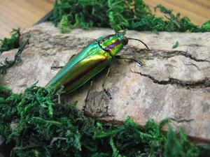 IMG_0760.JPG