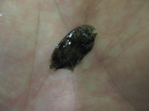 IMG_1625.JPG